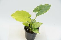 ★TO★珍種★黄斑クワズイモ　Alocasia odora 'Aureo-Variegata' アロカシア　アローカシア　アロイド　観葉植物　4.5号苗　現品　80サイズ_画像1