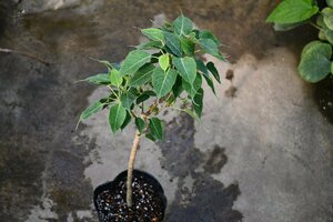 240344☆AO☆珍種　インドボダイジュの矮性品種 Ficus religiosa 'Compacta' 100サイズ