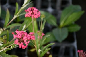 24059☆AO☆珍種　香り良いピンクの花　花芽付き　ロンデルティア・レウコフィラ　Rondeltia leucophylla 100サイズ