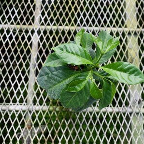 240385☆AO☆珍種 矮性黄実のコーヒーの苗 Coffea arabica 'Dwarf Yellow' 80サイズの画像3