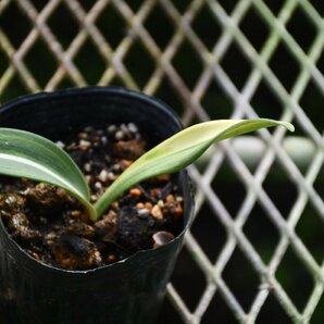 240386☆AO☆シロスジアママリリスの斑入り  Hippeastrum reticulatum var. striatifolium Variegated 60サイズの画像2