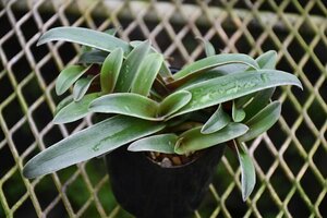 2403103☆AO☆珍種　多肉植物　キアノティス・アラキノイデア・オブツサ　 Cyanotis arachnoidea var.obtusa 60サイズ