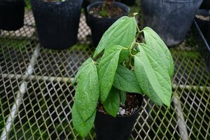 2403117☆AO☆珍花　アリストロキア・トリカウダタ Aristolochia tricaudata 80サイズ