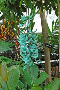 ★TO★植物園などでしか見られない世界の珍花・美花　ヒスイカズラ　ジェードバイン　Strongylodon macrobotrys　3号ポット苗　80サイズ