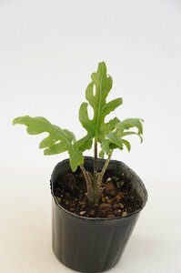 ★TO★大きく切れ込む葉が特徴的　Alocasia brancifolia　アロカシア・ブランキフォリア　アロイド　観葉植物　3号苗　現品　60サイズ