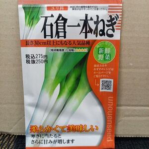 未開封＜野菜の種＞1000粒以上　石倉一本ねぎ　7ｍｌ　固定種　ネギ　葱のタネ