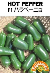 ＜野菜の種＞ハラペーニョ　10粒　激辛青唐辛子　Ｆ１　辛いトウガラシ 　サルサソースに　メキシコ料理にも