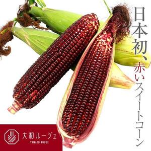 ＜野菜の種＞大和ルージュ　赤いトウモロコシ　３０粒　スイートコーン　激レア