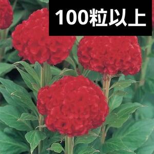 【花の種】ケイトウ サカタプライド(ver.2)　0.1ｍｌ　100粒以上　久留米鶏頭　けいとう　切り花向き　セロシア