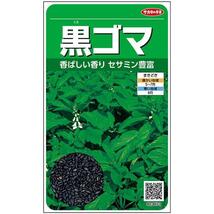 ＜野菜の種＞約2500粒　黒ゴマ　セサミン豊富　ごまのたね　胡麻_画像1