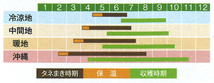 ＜野菜の種＞２０粒　ビックフィンガー　ジャンボオクラ　大長五角おくら_画像2