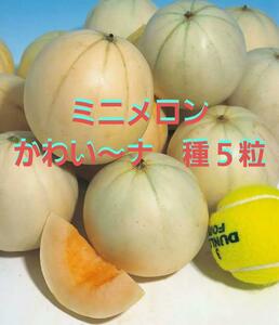 ＜野菜の種＞５粒　ミニメロン　かわい～ナ　かわいーな　手のひらサイズ タキイ交配