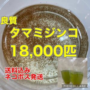 送料無料　良質　タマミジンコ　18,000匹　生き餌　加温メダカ　金魚　らんちゅう　産卵促進　色揚げに　栄養満点　成長促進