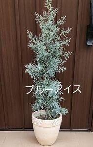 ブルーアイス　コニファー　テラコッタ鉢植え　なえ 苗木 庭木 植木 シンボルツリー　