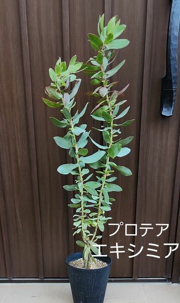 プロテア　エキシミア　シュガーブッシュ　鉢植え　大きめ　苗　ワイルドフラワー　オージープランツ　ロックガーデン　 ヤマモガシ科