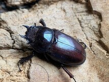 ♀31.4mm