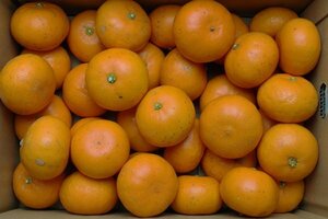 【限定2箱】愛媛県中島産 柑橘の大トロ「せとか」Lサイズ 約5kg 家庭用 1円スタート