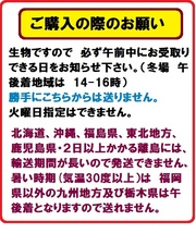 新小赤100匹＋新小姉50匹　小赤　小姉　餌金　金魚　金魚すくい　エサ金_画像2