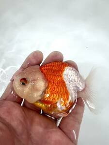  goldfish speciality shop [GOOD's Gold Fish shop Nagoya ] Thai production *..* golgfish * high pli tea series 2