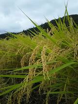 夏の暑さにに負けず元気に育ちました＾＾