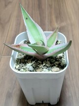 アガベ グイエンゴーラ 錦 【 Agave guiengora variegata 】 カキコ（ 抜き苗発送 ） 送料：73円～ ★同封OK!!★_画像3