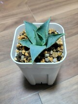 ★人気種★ アガベ ドラゴントゥース 子株 (抜苗発送） Agave pygmaea 'Dragon Toes' (アガベ ピグマエア ドラゴントゥース） 送料：73円～_画像4