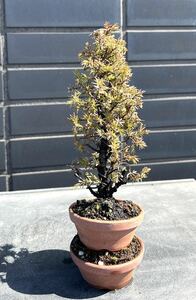  bonsai .... pine material Mini 