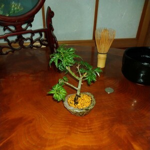 獅子頭モミジ　備前焼の鉢　ミニ盆栽　1