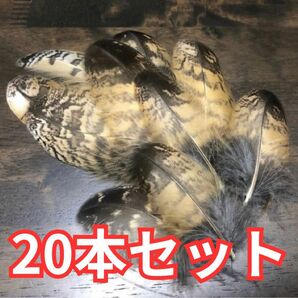 フクロウの羽 20本セット