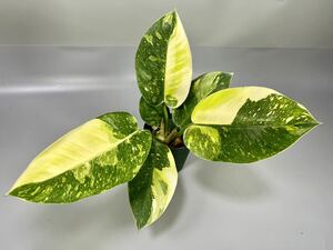 「26」Philodendron Green Congo hybrid variegated フィロデンドロン グリーン コンゴ 斑入り