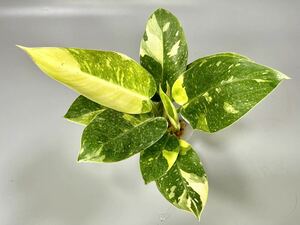 「27」Philodendron Green Congo hybrid variegated フィロデンドロン グリーン コンゴ 斑入り