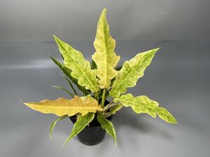 「08」NEW! Philodendron Ring of Fire Golden Flame (Yellow Mint) フィロデンドロン リングオブファイア ゴールデンフレイム 斑入り