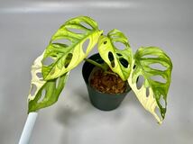 「18」Monstera Adansonii Variegata マドカズラ　斑入り　モンステラ アダンソニー　バリエガータ　_画像2