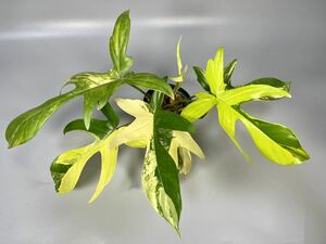 「24」フィロデンドロンフロリダビューティー斑入り　philodendron Florida beauty variegata 