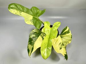 「41」フィロデンドロン・ビペンニフォリウム・ヴァイオリン 斑入り　Philodendron bipennifolium ‘Violin’ Variegated 観葉植物 