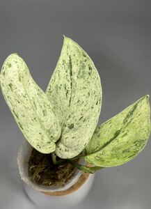 「49」スキンダプサス ジェイド サテン マーブルクイーン 斑入り Scindapsus Jade Satin Marble Queen Variegated