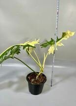 「03」Philodendron Golden dragon half moon variegated フィロデンドロン ゴールデンドラゴン ハーフムーン斑入り_画像8