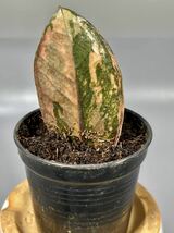 「03」 ザミオクルカス ブラック ピンクバリエガータ斑入りZZ plant Variegated (Zamioculcas Zamiifolia) 観葉植物_画像3