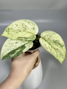 「50」スキンダプサス ジェイド サテン マーブルクイーン 斑入り Scindapsus Jade Satin Marble Queen Variegated