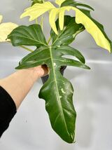 「03」Philodendron Golden dragon half moon variegated フィロデンドロン ゴールデンドラゴン ハーフムーン斑入り_画像5