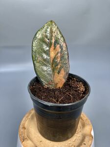 「07」 ザミオクルカス ブラック ピンクバリエガータ斑入りZZ plant Variegated (zamioculcas zamiifolia raven black pink) 観葉植物