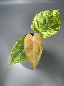 「09」　Anthurium Papillilaminum(v) x green mamba variegated アンスリューム パピリラミナム グリーンマンバ　斑入り