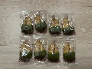 ホノルルクッキー抹茶