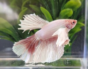  higashi .[beta] tropical fish organism show betta 1 point thing betta * half moon ( Dumbo ) male platinum pink & purple No.4A4