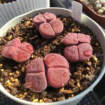 種子30粒　リトープス　ルブロロゼウス　Lithops rubroroseus_画像4