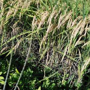 栃木県特一等米ゆうだい21、25キロ無農薬になります。珍しい無農薬のお米を召し上がって見ませんか。もっちり、甘味、ふっくらのゆうだい21の画像5