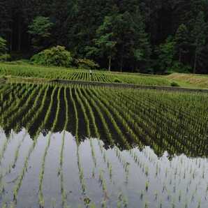 栃木県特一等米ゆうだい21、25キロ無農薬になります。珍しい無農薬のお米を召し上がって見ませんか。もっちり、甘味、ふっくらのゆうだい21の画像9