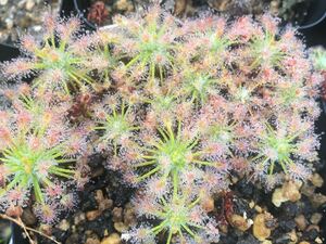 (食虫植物)ピグミー・ドロセラ パレアセア(Drosera paleacea)(本物）のムカゴ5粒（即決なら10粒）