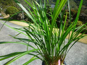 ☆土佐寒蘭☆6F-12【県西部代表坪 払越産 寄せ植え分割苗④】2本セット