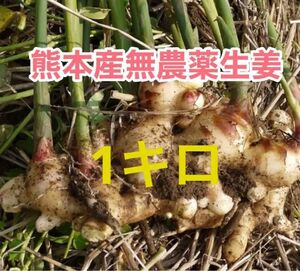 熊本産農薬不使用生姜1キロ